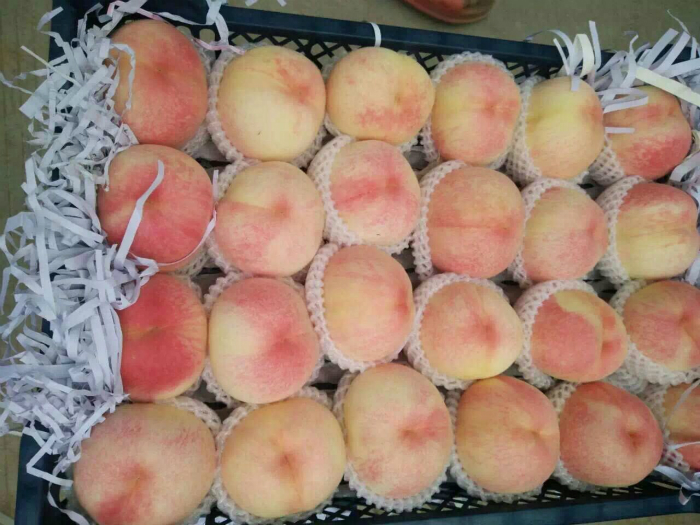 水(shuǐ)蜜桃