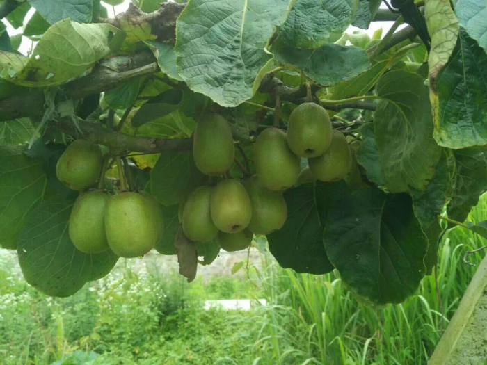 帶您走進--蕭縣果穗園基地